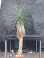 Yucca linearifolia ssp. Galeana 26, 190 cm, stam 125 cm, Tuin en Terras, Ophalen, Overige soorten, Volle zon