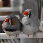 9 Zebravinken, Dieren en Toebehoren, Mannelijk