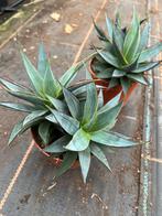 Agave shaka koko, Tuin en Terras, Ophalen of Verzenden, Bloeit niet, Overige soorten, Volle zon