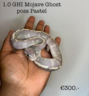 1.0 GHI Mojave Ghost poss Pastel NK25 beschikbaar voor biedingen