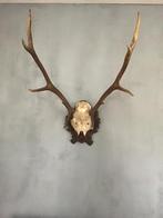 Hertenschedel met gewei, Ophalen, Zo goed als nieuw, Hert, Schedel