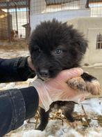 Lieve pup Maja zoekt een fijn huisje, Dieren en Toebehoren, Particulier, 8 tot 15 weken, Buitenland, Teef