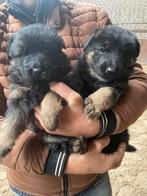 Duitse herder pups (2 reutjes), Dieren en Toebehoren, Honden | Herdershonden en Veedrijvers, Reu, 8 tot 15 weken, Meerdere, Herder