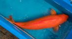 Red Karashigoi 69cm Maruhiro 6 jaar oud., Karper of Koi