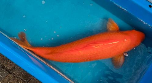 Red Karashigoi 69cm Maruhiro 6 jaar oud., Dieren en Toebehoren, Vissen | Vijvervissen, Karper of Koi