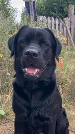Labrador dekreu ( niet te koop!!!!) heeft ervaring!, Dieren en Toebehoren, Honden | Dekreuen, Reu, Eén hond, 3 tot 5 jaar, Rabiës (hondsdolheid)