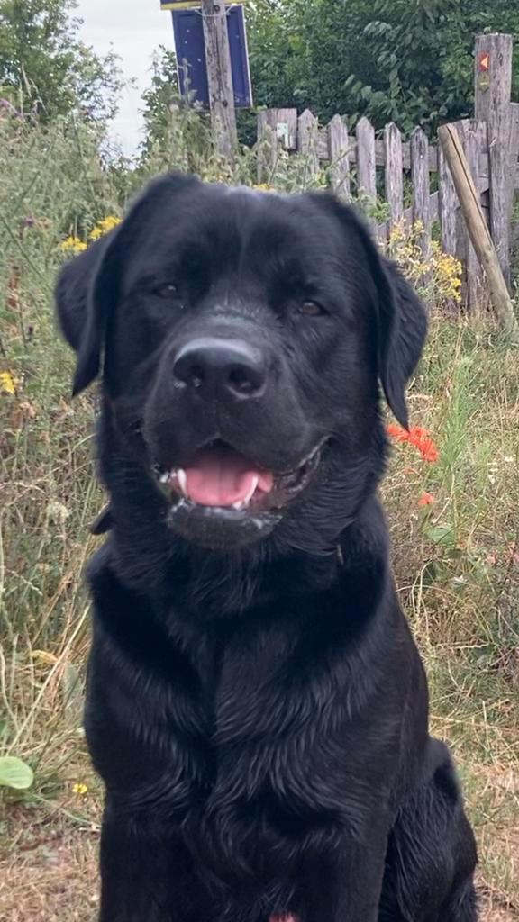 Labrador dekreu ( niet te koop!!!!) heeft ervaring!, Dieren en Toebehoren, Honden | Dekreuen, Reu, Particulier, Eén hond, Nederland