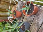 Palmlelies  (yucca gloriosa), Tuin en Terras, Planten | Tuinplanten, Ophalen, Zomer, Overige soorten, Volle zon