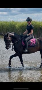 stalling omgeving hierden/nunspeet/hulshorst gezocht :), Dieren en Toebehoren, Stalling en Weidegang, Weidegang