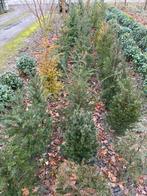 Haagplanten, Ophalen of Verzenden, Taxus