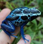 Dendrobates tinctorius 'Sipaliwini blue', Dieren en Toebehoren, Amfibie, 0 tot 2 jaar