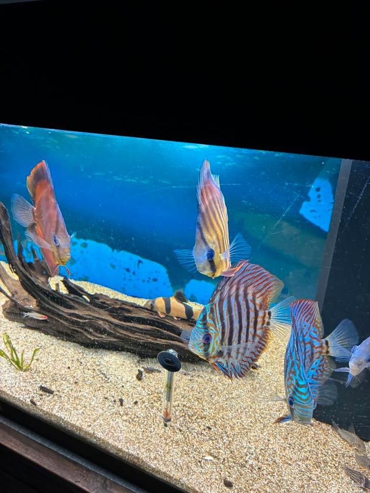 5 discussen 1 koop, Dieren en Toebehoren, Vissen | Aquariumvissen, Vis