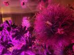 Helena slakken, Dieren en Toebehoren, Vissen | Aquariumvissen, Slak of Weekdier