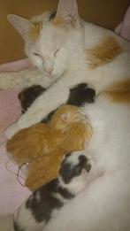 Kittens zijn volgende week woensdag 8weken oud, Meerdere dieren, Kortharig, 0 tot 2 jaar