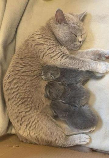Britse korthaar kittens beschikbaar voor biedingen