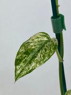 Epipremnum Cebu Blue Variegata, Ophalen of Verzenden, Halfschaduw, Minder dan 100 cm