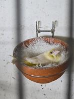 Groen vinken, Dieren en Toebehoren, Meerdere dieren, Tropenvogel, Geringd