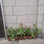 Kleinblijvende vlinderstruiken Buddleja Butterfly 7 soorten!, Volle zon, Eenjarig, Zomer, Ophalen