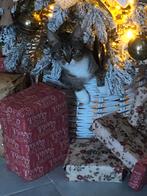 Lief poesje zoek een nieuwe huisje, Dieren en Toebehoren, Poes