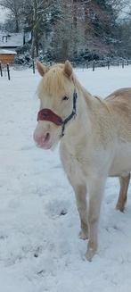 Appaloosa? b pony merrie  eventueel ter lease, Dieren en Toebehoren, Pony's, Merrie, Gechipt, 7 tot 10 jaar, B pony (1.17m tot 1.27m)