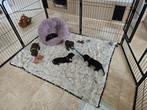 Teckel pups, Dieren en Toebehoren, 8 tot 15 weken, Korthaar, Meerdere, Meerdere dieren