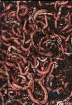 Tijgerwormen voor wormenhotel, Ophalen of Verzenden