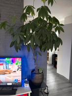 Grote Pachira Aquatica (Geldboom) in pot, Ophalen, Overige soorten, Halfschaduw, In pot