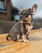 💕 nog 2 Prachtige lilac and tan franse bulldog reutjes  💕, Reu, CDV (hondenziekte), 8 tot 15 weken, Bulldog