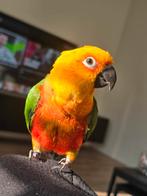 Zonparkiet super tam, Dieren en Toebehoren, Vogels | Parkieten en Papegaaien, Mannelijk, Parkiet, Tam