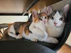 4 + 9 maanden oude kittens - super lief!!, Dieren en Toebehoren, Katten en Kittens | Overige Katten, Kater