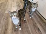 Drie harige hartendieven zoeken samen een warm thuis ️, Dieren en Toebehoren, Katten en Kittens | Overige Katten, Meerdere dieren