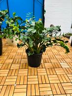 Zamioculcas zamiifolia, Tuin en Terras, Ophalen, Volle zon, Overige soorten, Minder dan 100 cm