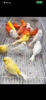 Gratis kanarie gezocht, Dieren en Toebehoren, Vogels | Kanaries, Mannelijk, Kleurkanarie