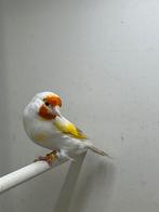 Majoor putter, Dieren en Toebehoren, Vrouwelijk, Wildzangvogel