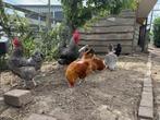 Volwassen Kippen te koop, Dieren en Toebehoren, Pluimvee, Vrouwelijk, Kip