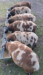 Bonte rammen, Mannelijk, Schaap