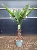 Trachycarpus Fortunei - Chinese Waaierpalm H: 170 cm., Tuin en Terras, 100 tot 250 cm, Zomer, Palmboom, Ophalen