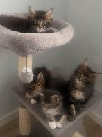 Superlieve Maine Coon kittens met stamboom, Dieren en Toebehoren, Meerdere dieren, Gechipt, 0 tot 2 jaar