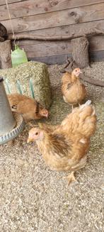 Wyandotte kriel bufcolumbia hennen !!, Dieren en Toebehoren, Vrouwelijk, Kip