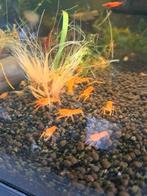 Jonge cpo kreeftjes, Dieren en Toebehoren, Kreeft, Krab of Garnaal