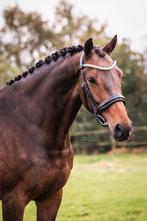 Knappe fok (sport) merrie, Dieren en Toebehoren, Merrie, Dressuurpaard