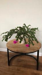 Lidcactus roze bloemen., Huis en Inrichting, Kamerplanten, Ophalen, Halfschaduw, Minder dan 100 cm, Bloeiende kamerplant