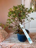 Satsuki Azalea Kotaro bonsai, Bloeit niet, Halfschaduw, Minder dan 100 cm, Overige soorten