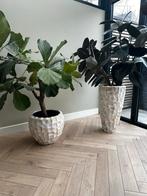 Twee mooie planten in schelpen potten, Huis en Inrichting, Ophalen, 100 tot 150 cm, Overige soorten, Halfschaduw