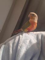 Tamme pyrrurha man, Dieren en Toebehoren, Vogels | Parkieten en Papegaaien, Mannelijk, Parkiet, Geringd