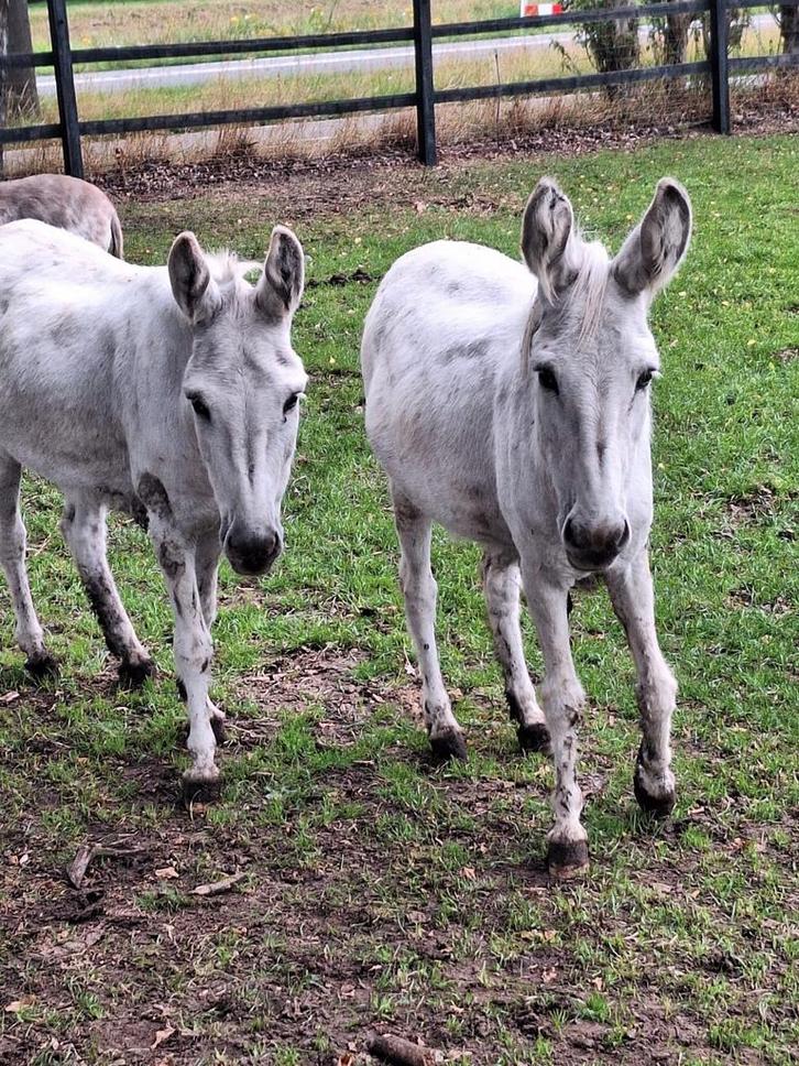 2 mooi ezels een ruin en een merrie, Dieren en Toebehoren, Overige Dieren, Meerdere dieren, Maart