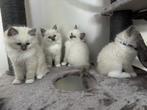 Ragdoll kittens, Dieren en Toebehoren, Katten en Kittens | Overige Katten, Meerdere dieren, Langharig, 0 tot 2 jaar