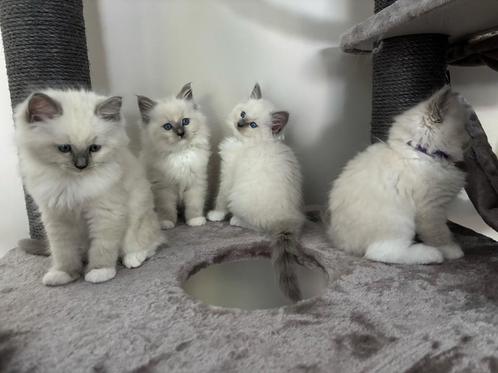 Ragdoll kittens, Dieren en Toebehoren, Katten en Kittens | Overige Katten, Langharig, Meerdere dieren, 0 tot 2 jaar