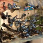 Actie! Raszuivere Blue Tiger King Cobra Guppen!, Dieren en Toebehoren, Vis, Zoetwatervis