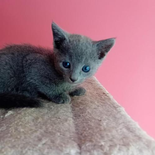 Te koop 4 blauwe rus kittens met stamboom, Dieren en Toebehoren, Katten en Kittens | Raskatten | Korthaar, Meerdere dieren, Met stamboom